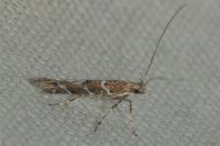 Acrocercops brongniardella