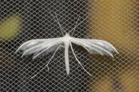Pterophorus pentadactylus
