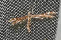 Oxyptilus