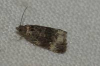 Endothenia