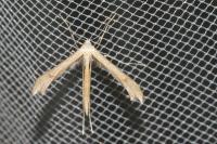 Stenoptilia