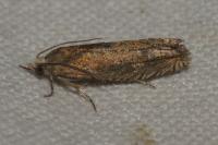 Dichrorampha