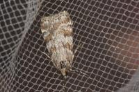Scoparia pyralella