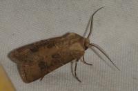 Agrotis clavis clavis