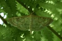 Patania ruralis
