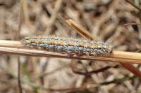 Manulea palliatella
