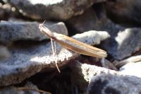 Pleurota aristella