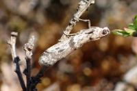 Ephestia welseriella