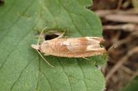 Eucosma conterminana