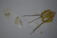 Ephestia welseriella