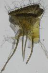 Eucosma conterminana
