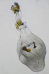 Eucosma conterminana