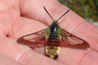 Hemaris fuciformis