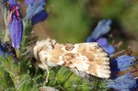 Eremobia ochroleuca