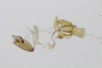 Aproaerema larseniella