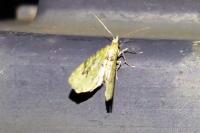 Chloroclystis v-ata