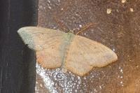 Scopula nigropunctata