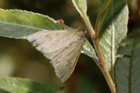 Sitochroa verticalis