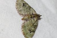Chloroclystis v-ata