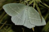 Hemistola chrysoprasaria