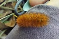 Diaphora mendica