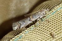 Pempelia palumbella