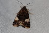 Tyta luctuosa