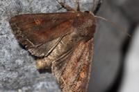 Lacanobia oleracea