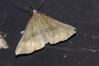 Hypena proboscidalis