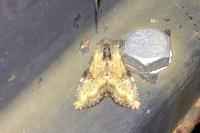 Apamea scolopacina