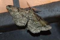 Peribatodes rhomboidaria rhomboidaria