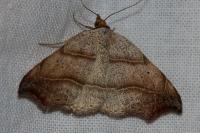 Laspeyria flexula