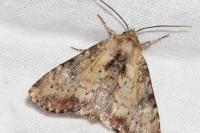 Apamea scolopacina