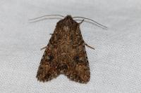 Anarta trifolii