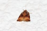 Archips podana