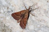 Synaphe punctalis