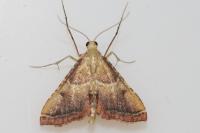 Endotricha flammealis