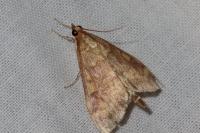 Ostrinia nubilalis