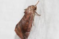 Cosmia pyralina