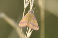 Lythria cruentaria