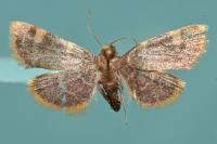 Hypsopygia costalis