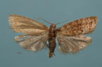 Lozotaeniodes formosana