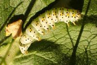 Cucullia verbasci