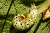Cucullia verbasci
