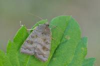 Ipimorpha subtusa