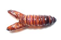 Cossus cossus