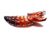 Cossus cossus
