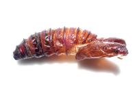 Cossus cossus