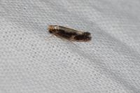 Monopis obviella