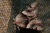 Catocala fulminea